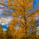 Yellow.